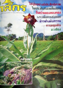 กสิกร ปีที่ 67 ฉบับที่ 4 กรกฎาคม – สิงหาคม 2537