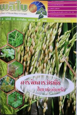 จดหมายข่าวผลิใบ ปีที่ 8 ฉบับที่ 12 มกราคม 2549