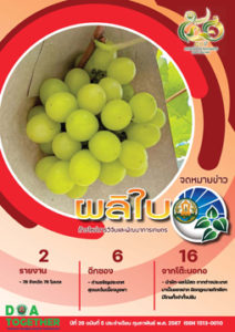 จดหมายข่าวผลิใบ ปีที่ 26 ฉบับที่ 5 กุมภาพันธ์ 2567