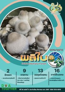 จดหมายข่าวผลิใบ ปีที่ 26 ฉบับที่ 11 สิงหาคม 2567