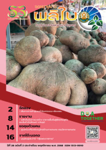 จดหมายข่าวผลิใบ ปีที่ 28 ฉบับที่ 2 พฤศจิกายน 2568